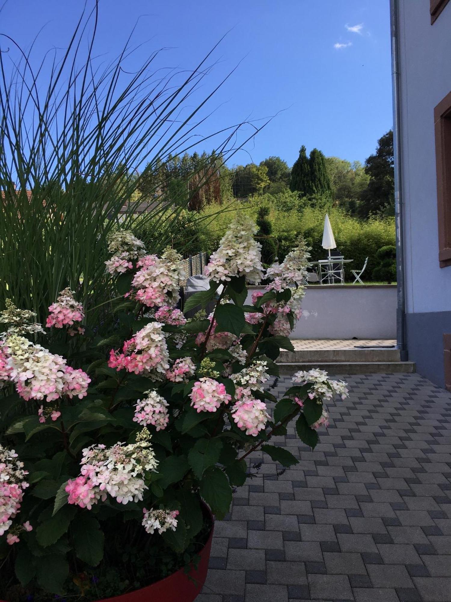 Appartamento Les Magnolias En Alsace - Meuble De Tourisme 3 Etoiles Barembach Esterno foto