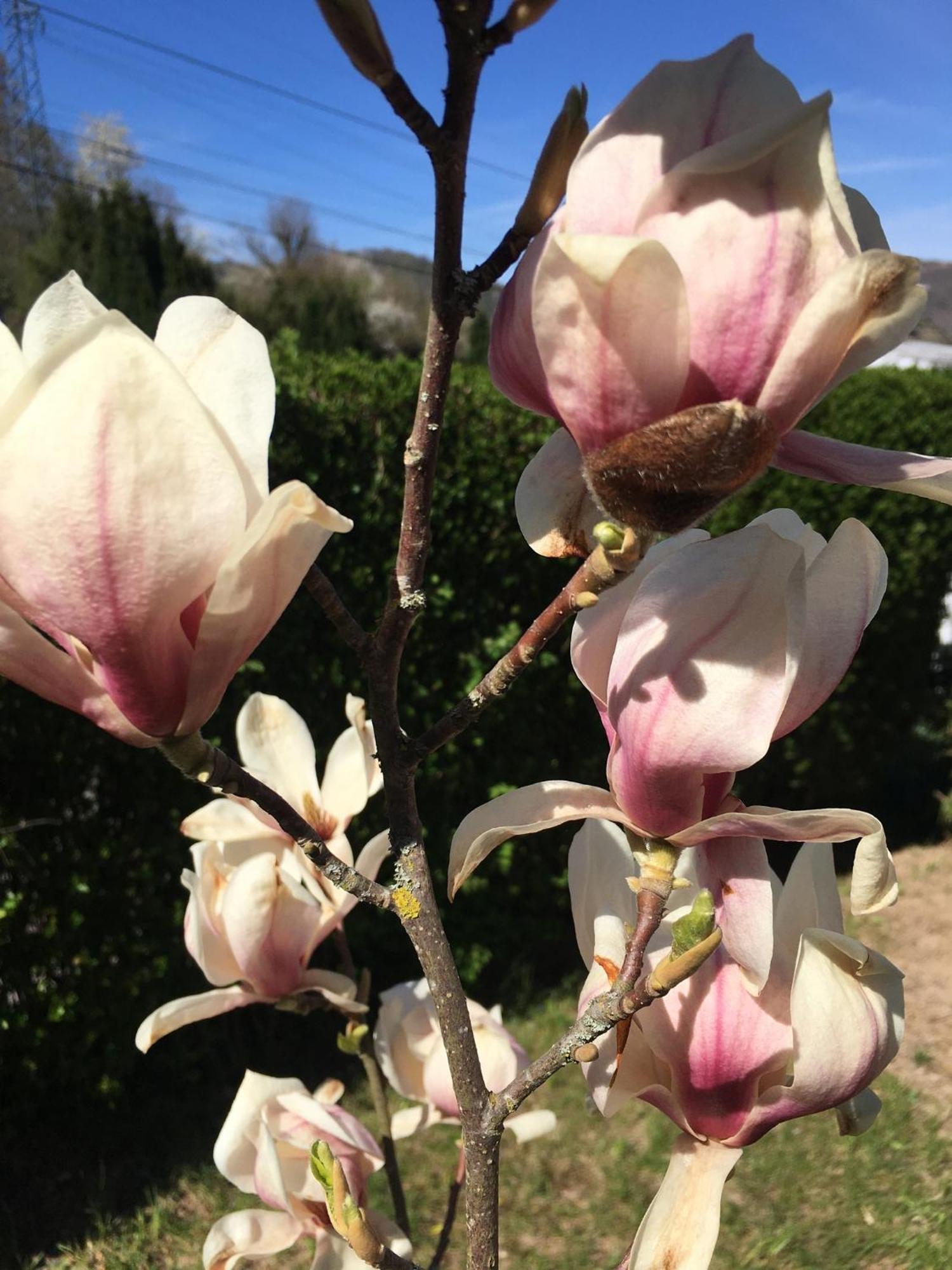 Appartamento Les Magnolias En Alsace - Meuble De Tourisme 3 Etoiles Barembach Esterno foto