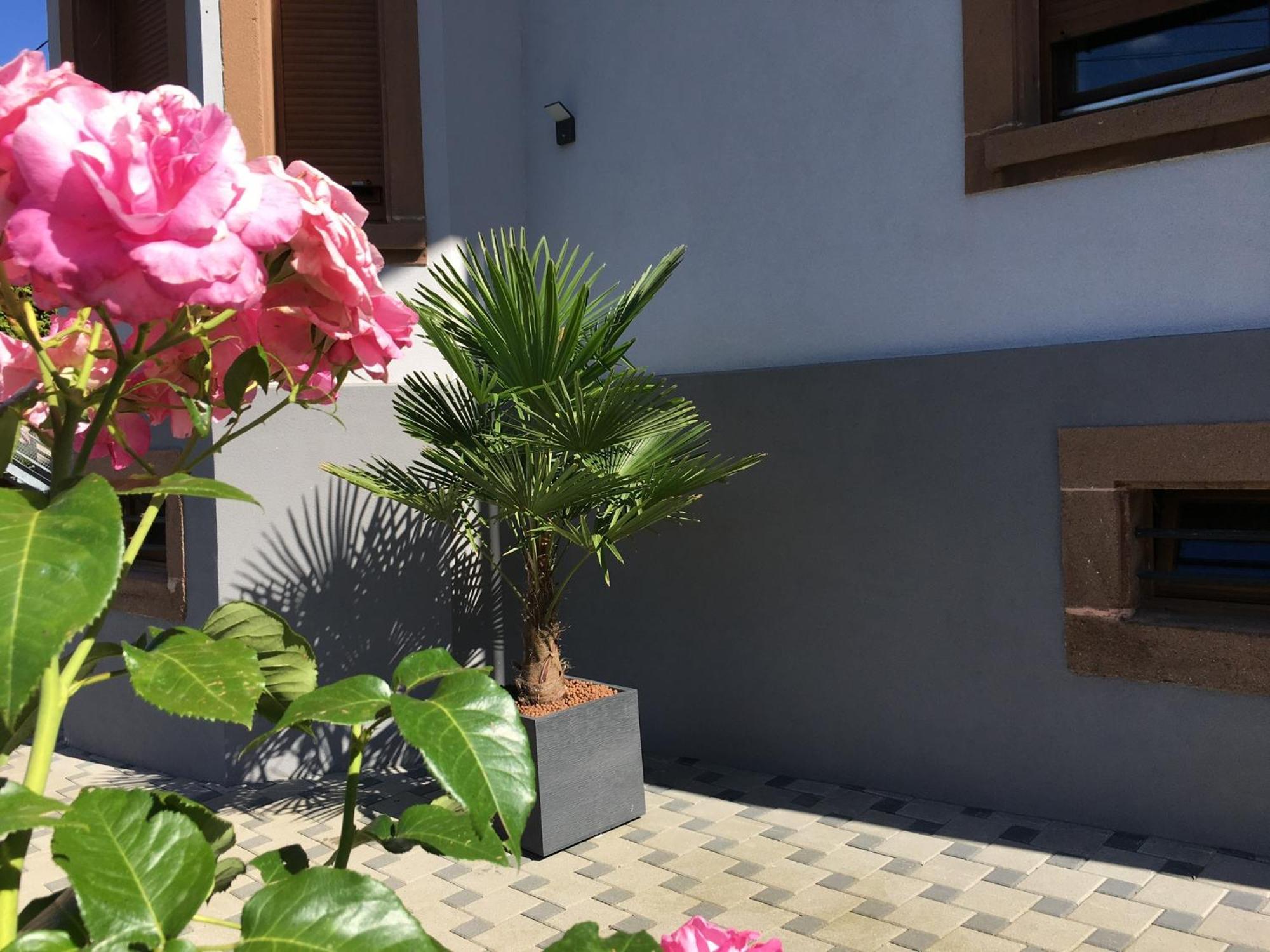 Appartamento Les Magnolias En Alsace - Meuble De Tourisme 3 Etoiles Barembach Esterno foto